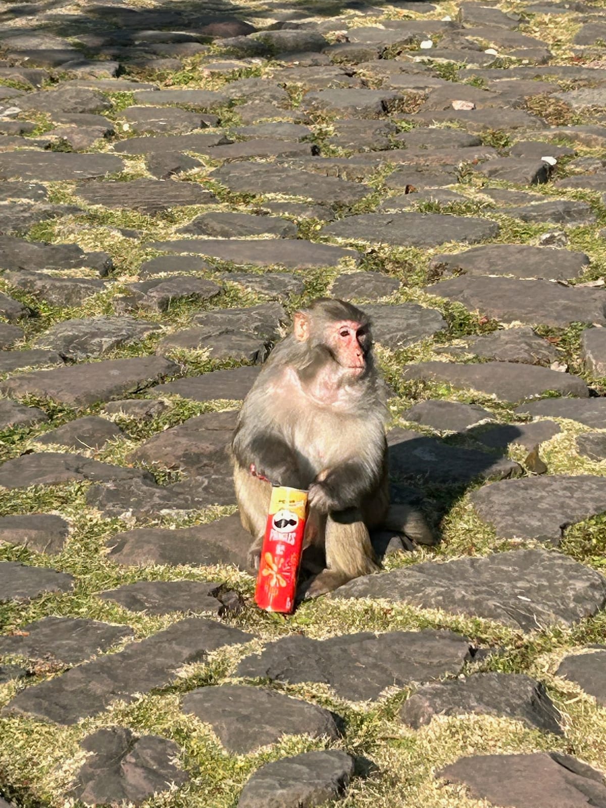 我々を襲った猿と、奪われたプリングルス